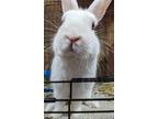 Adopt Sinatra a White Florida White (short coat) rabbit in Williston