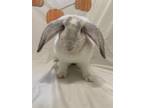 Adopt Q-Tip a White Mini Lop (short coat) rabbit in Williston, FL (38426305)