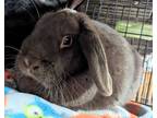 Adopt Hastings (Bonded to Caboose) a Chocolate Lop-Eared (short coat) rabbit in