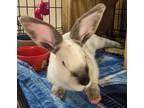 Adopt Peter a Albino or Red-Eyed White Himalayan (short coat) rabbit in