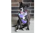 Adopt Elsa Mae a Black - with Brown, Red, Golden, Orange or Chestnut Pit Bull