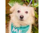 Adopt RUFUS a White Pomeranian / Terrier (Unknown Type, Small) / Mixed dog in