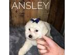 American Eskimo Dog Puppy for sale in Aiken, SC, USA