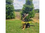 German Shepherd Dog Puppy for sale in Boaz, AL, USA