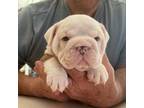 Bulldog Puppy for sale in Pittsburg, KS, USA