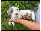 Mutt Puppy for sale in Wadesboro, NC, USA