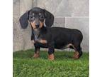 Dachshund Puppy for sale in Woodburn, IN, USA