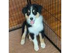 Australian Shepherd Puppy for sale in Warren, OH, USA