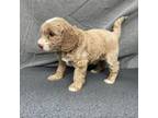 Mutt Puppy for sale in Orange, TX, USA