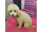 Poodle (Toy) Puppy for sale in Santa Rosa, CA, USA