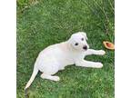 Labrador Retriever Puppy for sale in Portland, IN, USA