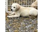 Labrador Retriever Puppy for sale in Portland, IN, USA