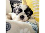 Shih Tzu Puppy for sale in Alvord, IA, USA