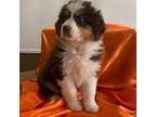 Australian Shepherd Puppy for sale in Warren, OH, USA