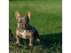 French Bulldog Puppy for sale in Miami, FL, USA