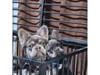 French Bulldog Puppy for sale in Victor, NY, USA