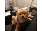 Chow Chow Puppy for sale in Tarboro, NC, USA