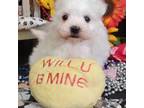 Maltese Puppy for sale in Edgewood, TX, USA