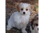 Cavachon Puppy for sale in Union Bridge, MD, USA