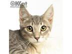 Nick Domestic Shorthair Young Male