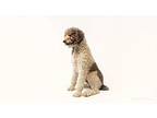 Max Poodle (Standard) Adult Male
