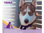 Terra Husky Adult Female