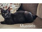Mussels Domestic Shorthair Young Male