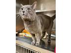 Boyfriend Russian Blue Adult Male