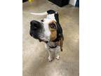 John Treeing Walker Coonhound Adult Male