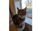 Sassy (Jeanette) Domestic Shorthair Senior Female