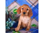 Golden Irish Puppy for sale in Macedon, NY, USA