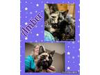 Amber Domestic Shorthair Young Female