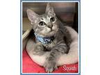 SQUISH Domestic Shorthair Kitten Male