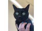 Nix Domestic Shorthair Young Female