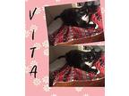 Vita Domestic Shorthair Young Female