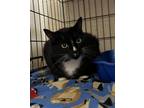 Freddie Domestic Shorthair Adult Male