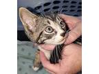 Kosher Domestic Shorthair Kitten Male
