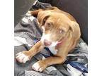 Chelsea/BamBam American Pit Bull Terrier Adult Female