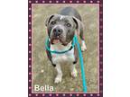 BELLA American Staffordshire Terrier Young Female
