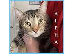 ALPHA Domestic Shorthair Young Male