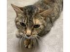 Sandy Domestic Shorthair Adult Female