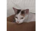 Caroline Domestic Shorthair Adult Female