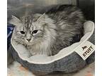 Fidget Domestic Mediumhair Adult Female