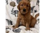 Dark Red Goldens Available