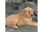 Golden Retriever Puppy for sale in New Holland, PA, USA