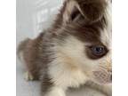Siberian Husky Puppy for sale in Saint Cloud, FL, USA