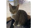 Kacey Domestic Shorthair Young Female