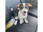 Rat Terrier Puppy for sale in Hedrick, IA, USA