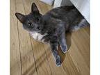 Peach Domestic Shorthair Kitten Female