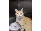 Mark Domestic Shorthair Young Male
